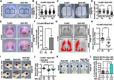 The Ribosomal Protein L5 Functions During Xenopus Anterior Development Through Apoptotic Pathways